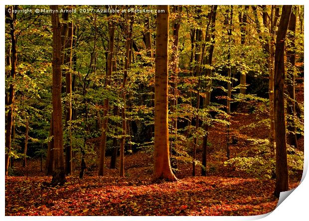 Autumn Woodland Evening Print by Martyn Arnold