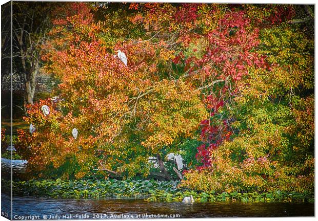 Rookery in Autumn Canvas Print by Judy Hall-Folde