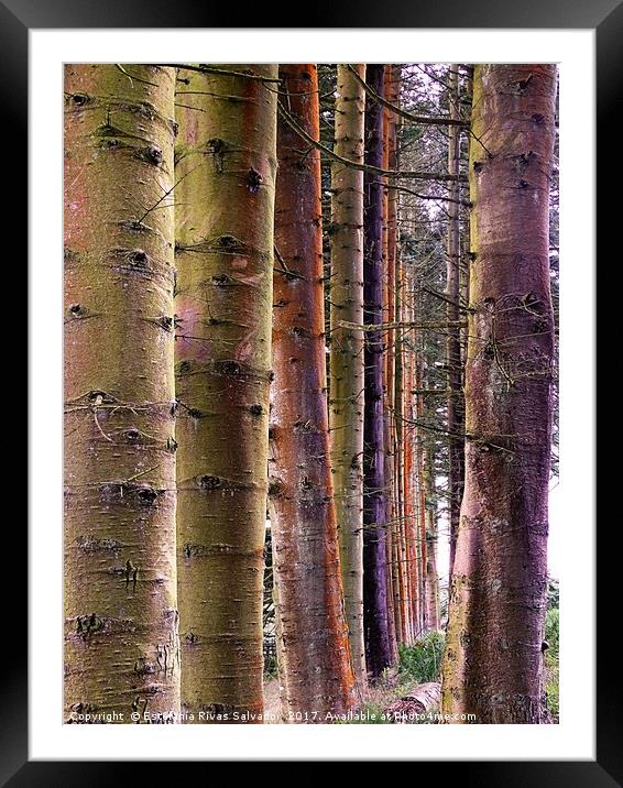 Autumn colours Framed Mounted Print by Estefanía Rivas Salvador