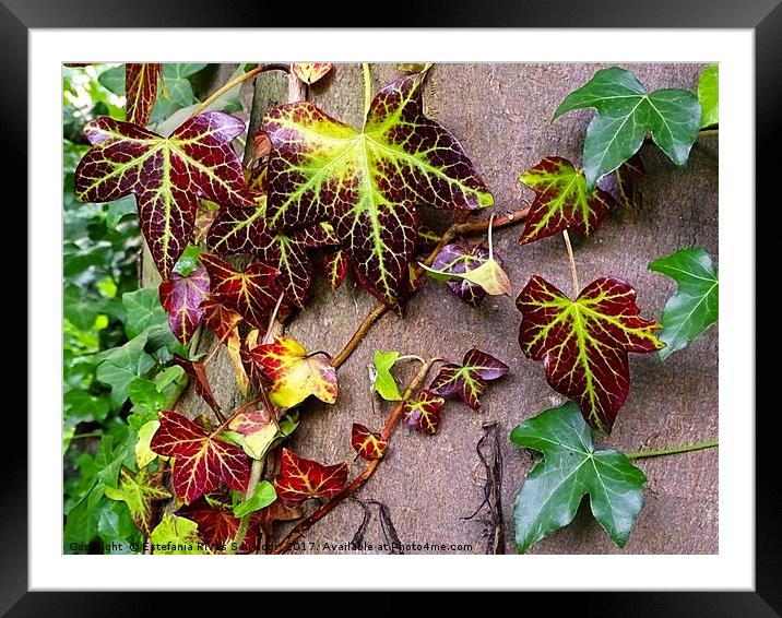   Autumn ivy                              Framed Mounted Print by Estefanía Rivas Salvador