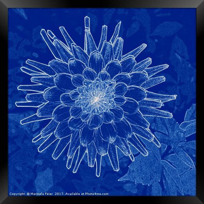 flower on blue Framed Print by Marinela Feier