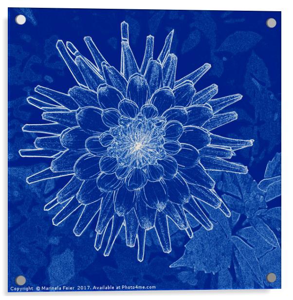 flower on blue Acrylic by Marinela Feier