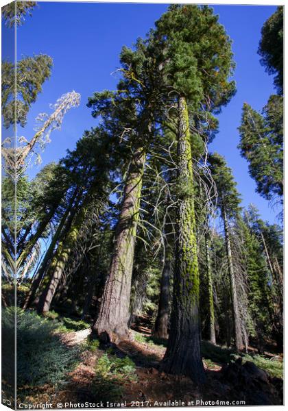Giant Sequoia (Redwood) trees  Canvas Print by PhotoStock Israel