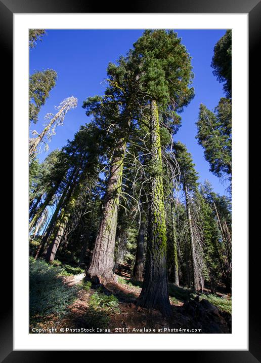 Giant Sequoia (Redwood) trees  Framed Mounted Print by PhotoStock Israel