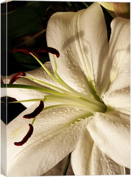 White lily Canvas Print by Doug McRae