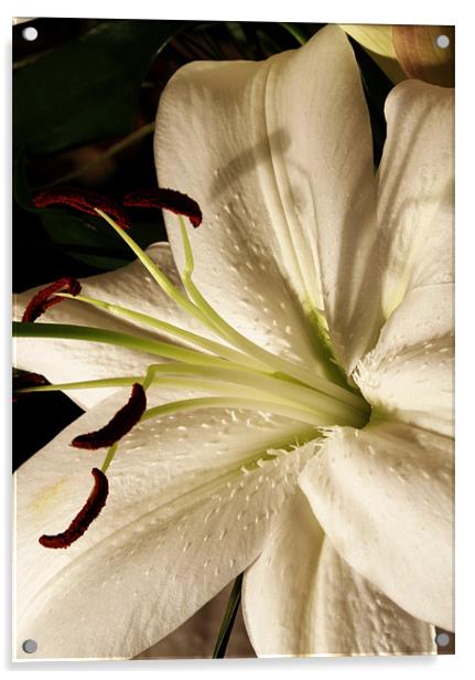 White lily Acrylic by Doug McRae