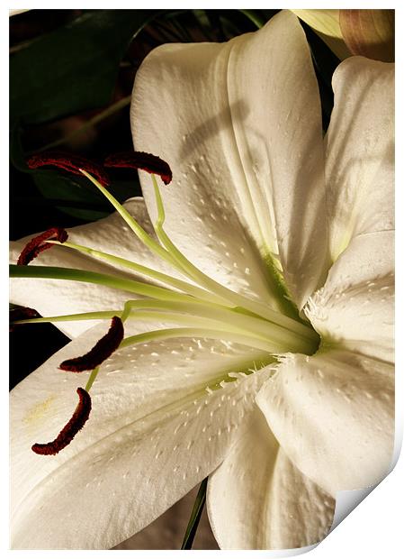 White lily Print by Doug McRae