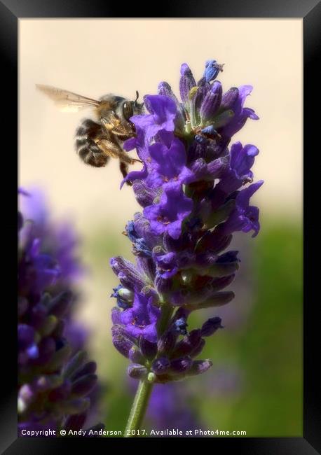 Busy Bee working on a Lavender Plant in Montaione, Framed Print by Andy Anderson