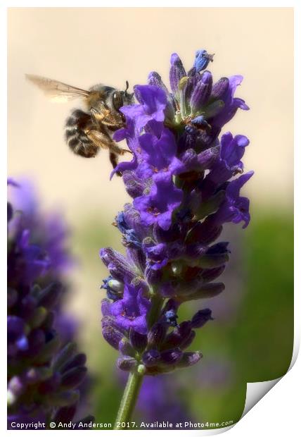 Busy Bee working on a Lavender Plant in Montaione, Print by Andy Anderson