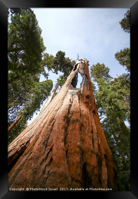 Giant Sequoia (Redwood) trees  Framed Print by PhotoStock Israel