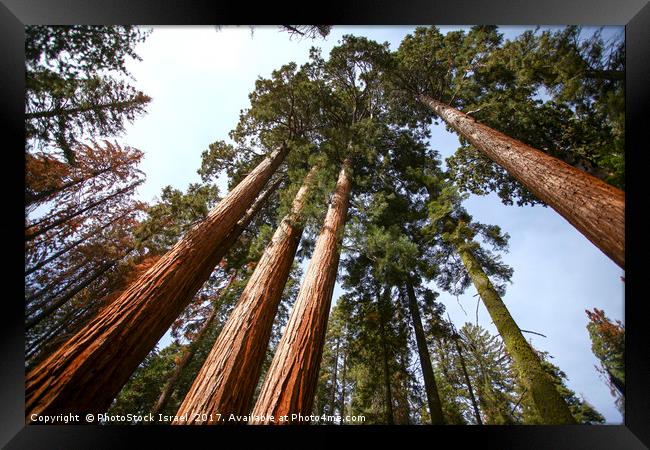 Giant Sequoia (Redwood) trees  Framed Print by PhotoStock Israel