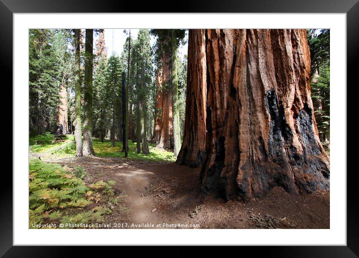 Giant Sequoia (Redwood) trees  Framed Mounted Print by PhotoStock Israel