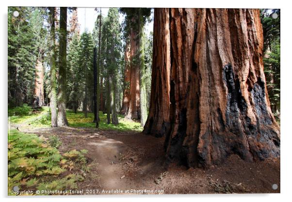 Giant Sequoia (Redwood) trees  Acrylic by PhotoStock Israel