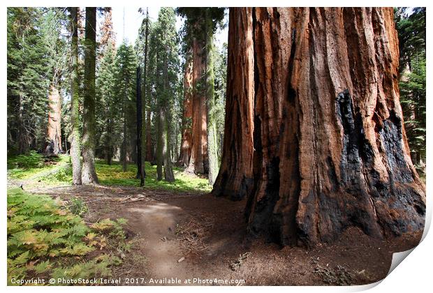 Giant Sequoia (Redwood) trees  Print by PhotoStock Israel