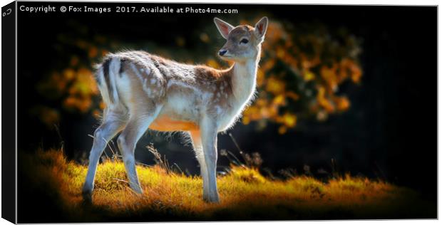 Young Fallow Deer Canvas Print by Derrick Fox Lomax