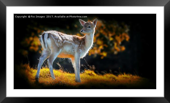 Young Fallow Deer Framed Mounted Print by Derrick Fox Lomax