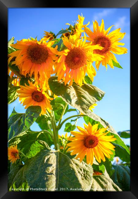 A field of sunflowers  Framed Print by PhotoStock Israel