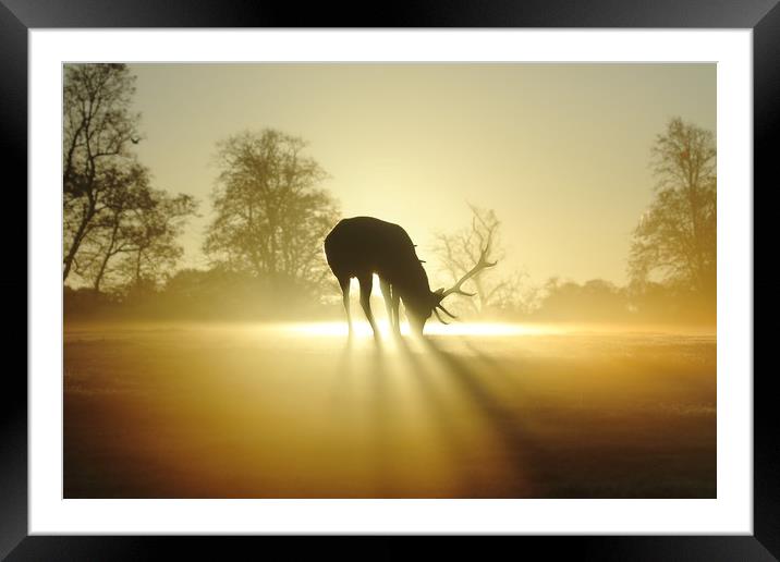 Stag at Dawn Framed Mounted Print by Steve Adams