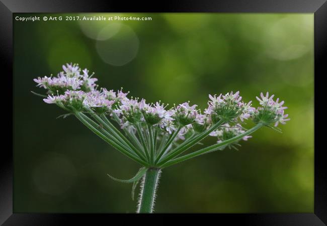 A Hint of Pink Framed Print by Art G