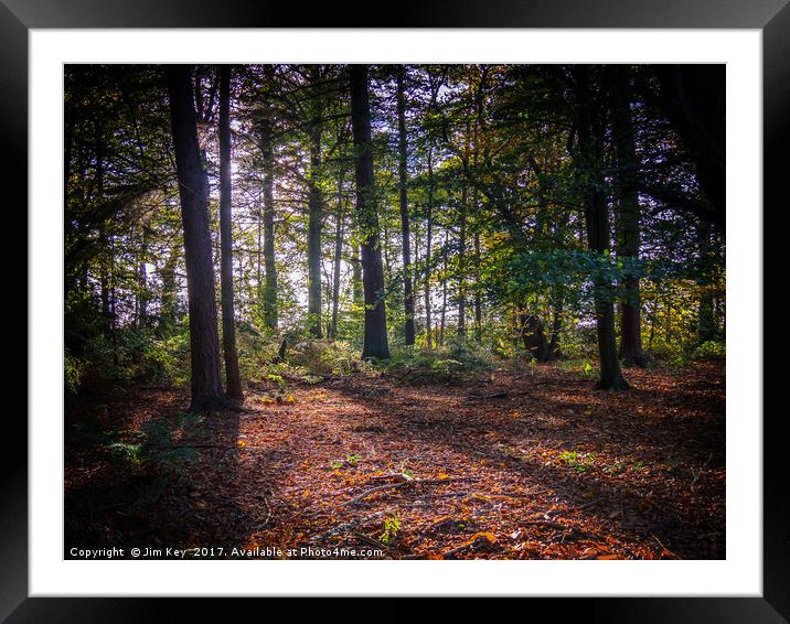 Woodland Clearing  Framed Mounted Print by Jim Key