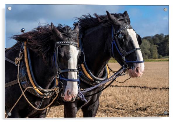 Ploughing Horses Acrylic by Tony Bates