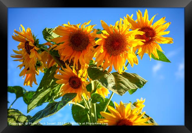A field of sunflowers  Framed Print by PhotoStock Israel
