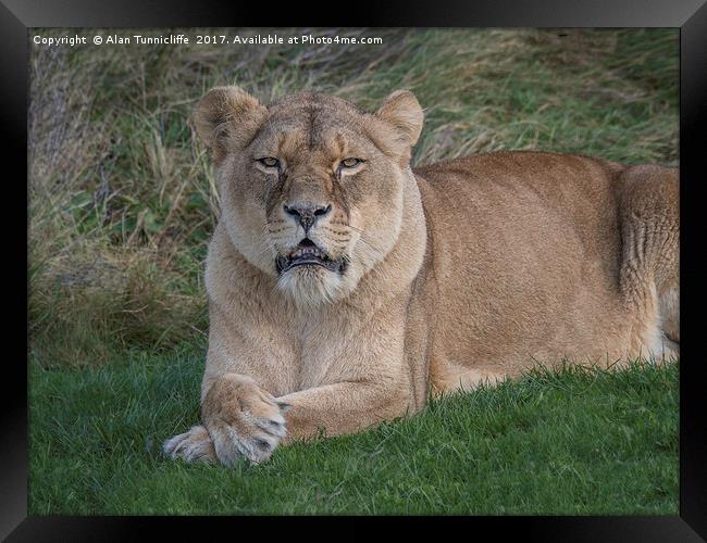 Lioness Framed Print by Alan Tunnicliffe