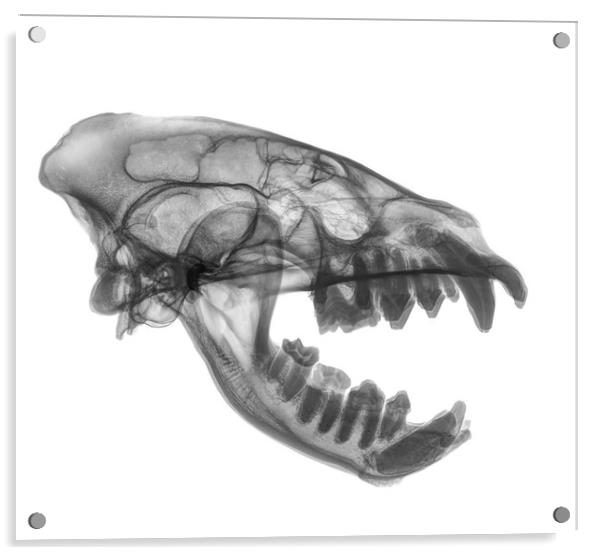 X-ray of a skull of an Hyaena  Acrylic by PhotoStock Israel
