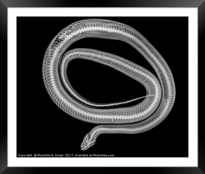 Snake under x-ray Framed Mounted Print by PhotoStock Israel