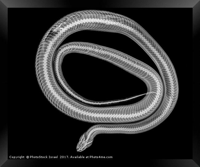Snake under x-ray Framed Print by PhotoStock Israel
