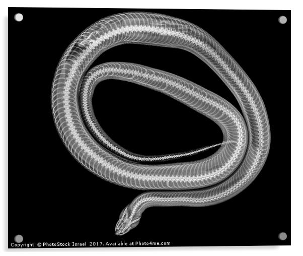 Snake under x-ray Acrylic by PhotoStock Israel