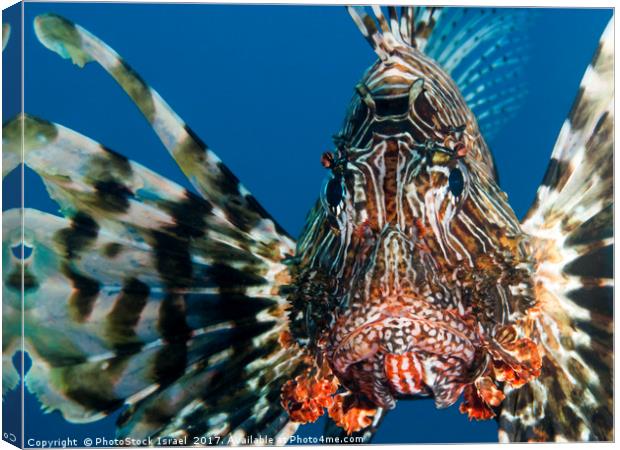 Common Lionfish or devil firefish (Pterois miles)  Canvas Print by PhotoStock Israel