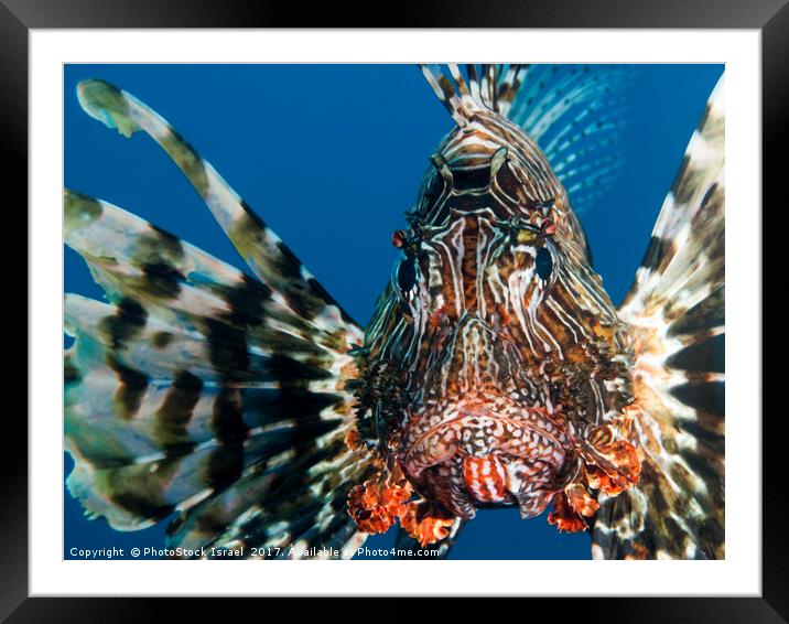 Common Lionfish or devil firefish (Pterois miles)  Framed Mounted Print by PhotoStock Israel