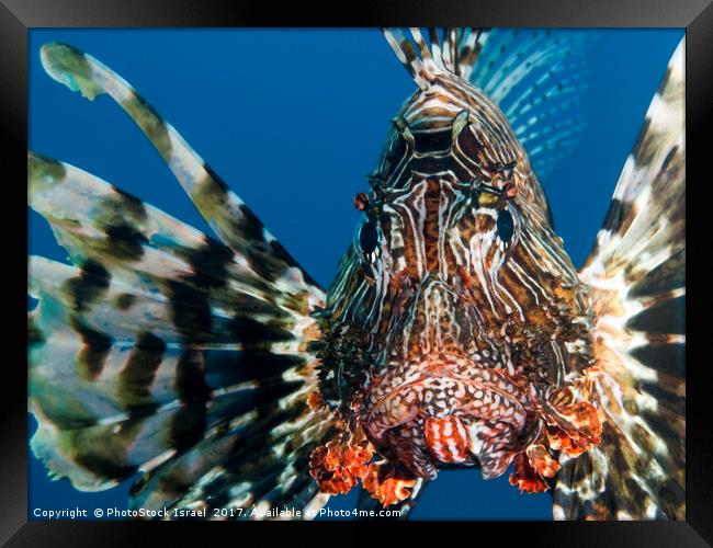 Common Lionfish or devil firefish (Pterois miles)  Framed Print by PhotoStock Israel