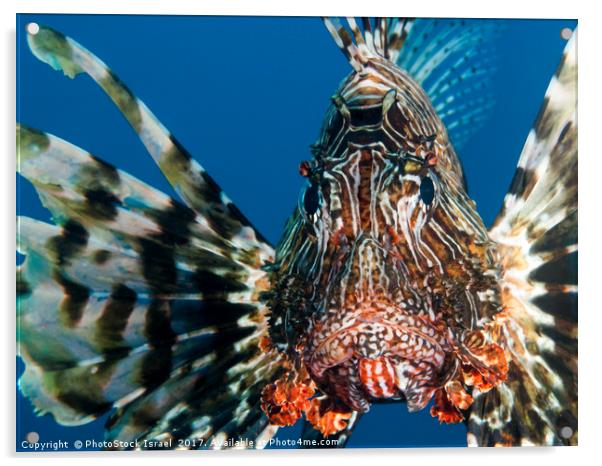 Common Lionfish or devil firefish (Pterois miles)  Acrylic by PhotoStock Israel