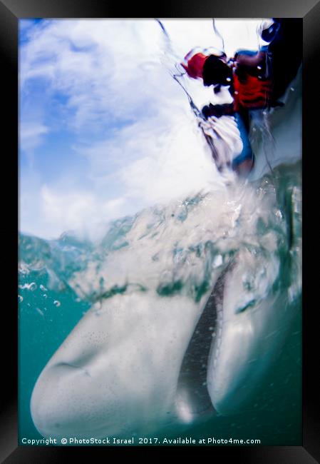 tagging a sandbar shark (Carcharhinus plumbeus)  Framed Print by PhotoStock Israel