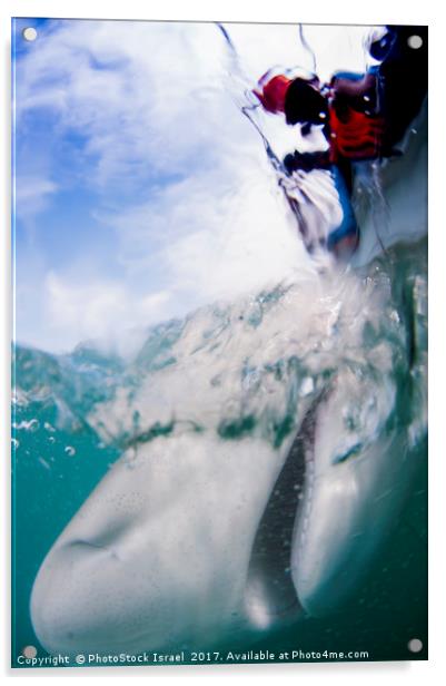 tagging a sandbar shark (Carcharhinus plumbeus)  Acrylic by PhotoStock Israel