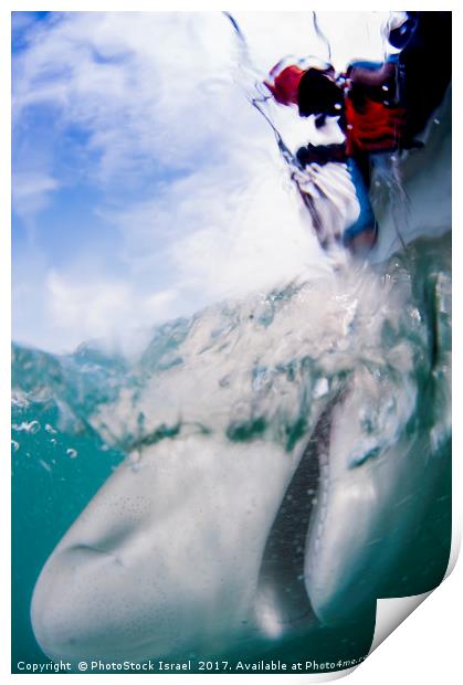 tagging a sandbar shark (Carcharhinus plumbeus)  Print by PhotoStock Israel