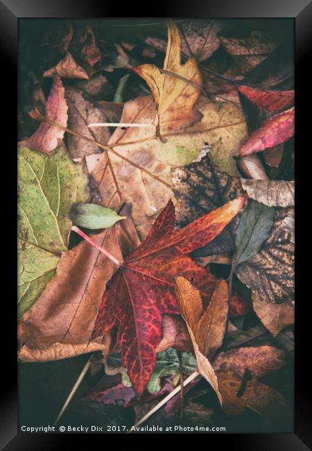 Autumn Leaves. Framed Print by Becky Dix