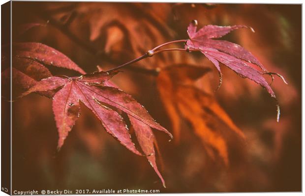 The Japanese Maple. Canvas Print by Becky Dix