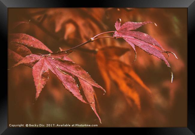 The Japanese Maple. Framed Print by Becky Dix