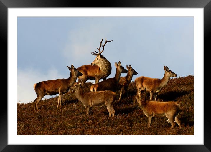 Red Deer in the Highlands  Framed Mounted Print by Macrae Images