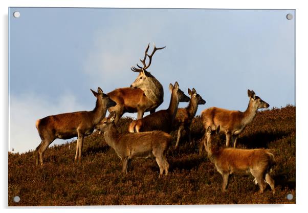 Red Deer in the Highlands  Acrylic by Macrae Images