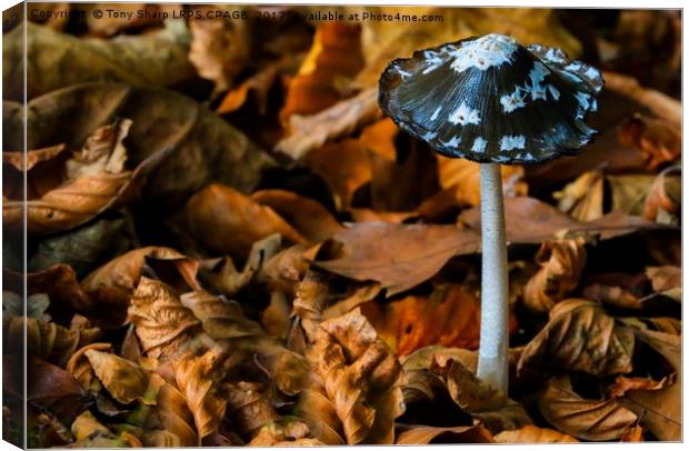 MAGPIE INKCAP AMONGST AUTUMN LEAVES Canvas Print by Tony Sharp LRPS CPAGB