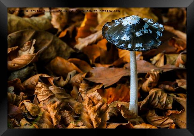 MAGPIE INKCAP AMONGST AUTUMN LEAVES Framed Print by Tony Sharp LRPS CPAGB