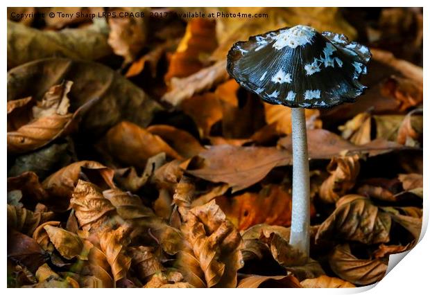 MAGPIE INKCAP AMONGST AUTUMN LEAVES Print by Tony Sharp LRPS CPAGB