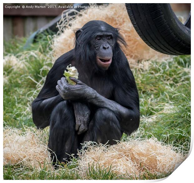 Bonobo Chimpanzee - Pan Print by Andy Morton