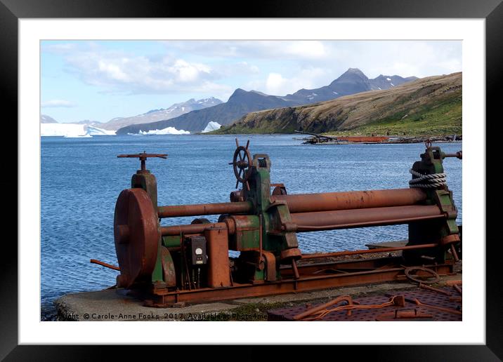 Grytvikin, South Georgia in the Southern Atlantic Framed Mounted Print by Carole-Anne Fooks