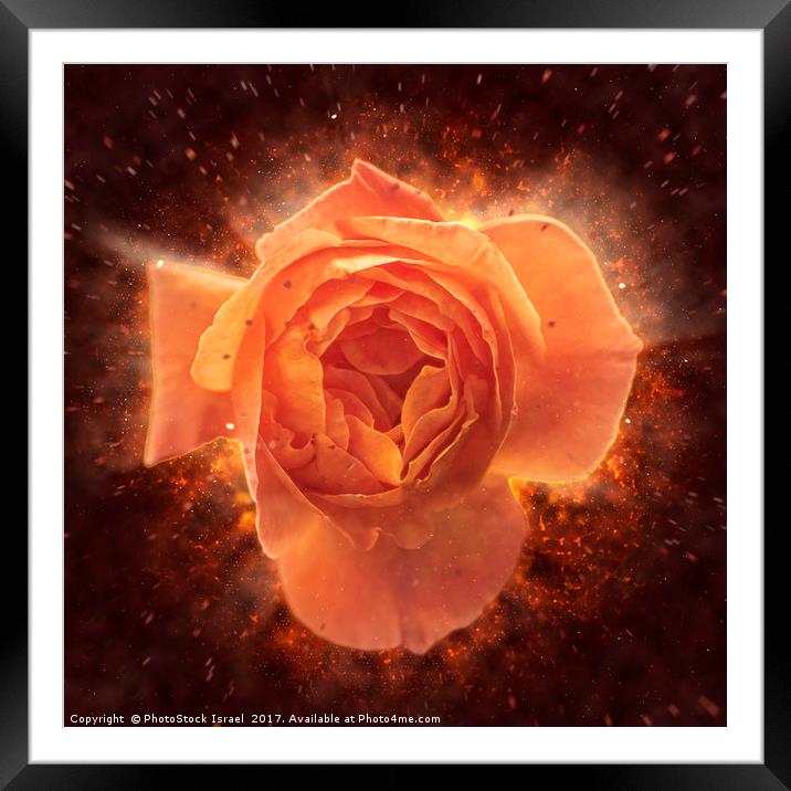 Digitally manipulated Pink English rose  Framed Mounted Print by PhotoStock Israel