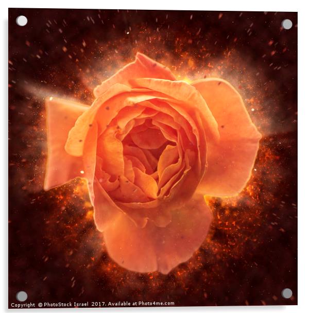Digitally manipulated Pink English rose  Acrylic by PhotoStock Israel